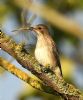 Spotted Flycatcher at Bowers Marsh (RSPB) (Graham Oakes) (105858 bytes) Spotted Flycatcher at Bowers Marsh (RSPB) (Graham Oakes) (105858 bytes)