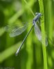 Scarce Emerald Damselfly at Canvey Way (Jeff Delve) (59807 bytes)