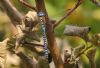 Southern Migrant Hawker at Bowers Marsh (RSPB) (Tim Bourne) (65037 bytes)