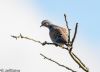 Turtle Dove at Wakering Stairs (Jeff Delve) (31905 bytes)