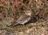 Snow Bunting at Thorpe Bay Seafront (Jeff Delve) (103918 bytes) Snow Bunting at Thorpe Bay Seafront (Jeff Delve) (103918 bytes)