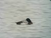 Scaup at Paglesham Lagoon (Paul Baker) (43849 bytes)