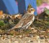 Snow Bunting at Thorpe Bay Seafront (Graham Oakes) (94899 bytes)