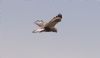 Rough-legged Buzzard at Wallasea Island (RSPB) (Jeff Delve) (189336 bytes) Rough-legged Buzzard at Wallasea Island (RSPB) (Jeff Delve) (189336 bytes)
