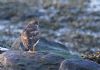 Turnstone at Canvey Point (Vince Kinsler) (71435 bytes)