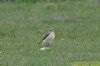 Wheatear at Bowers Marsh (RSPB) (Richard Howard) (80194 bytes)