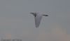 Cattle Egret at Wallasea Island (RSPB) (Jeff Delve) (10099 bytes) Cattle Egret at Wallasea Island (RSPB) (Jeff Delve) (10099 bytes)