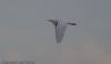 Cattle Egret at Wallasea Island (RSPB) (Jeff Delve) (10099 bytes)