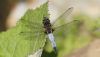 Scarce Chaser at Doggetts Pits (Steve Arlow) (43690 bytes)