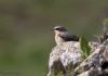 Wheatear at Bowers Marsh (RSPB) (Jeff Delve) (44615 bytes)