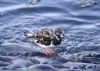 Turnstone at Canvey Point (Vince Kinsler) (70864 bytes)