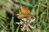 Small Skipper at Benfleet Downs (Richard Howard) (67019 bytes)