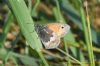 Small Heath at West Canvey Marsh (RSPB) (Richard Howard) (71065 bytes)