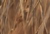 Savi's Warbler at Canvey Wick (Steve Arlow) (70515 bytes)