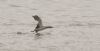 Red-necked Grebe at South Fambridge (Steve Arlow) (86477 bytes) Red-necked Grebe at South Fambridge (Steve Arlow) (86477 bytes)