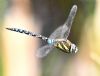 Migrant Hawker at Vange Marsh (RSPB) (Graham Oakes) (43568 bytes)