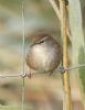 Cetti's Warbler at Bowers Marsh (RSPB) (Graham Oakes) (53366 bytes)
