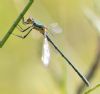Scarce Emerald Damselfly at Canvey Way (Andrew Armstrong) (41342 bytes) Scarce Emerald Damselfly at Canvey Way (Andrew Armstrong) (41342 bytes)