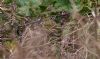 Serin at Gunners Park (Jeff Delve) (80025 bytes)