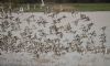 Black-tailed Godwit at Vange Marsh (RSPB) (Jeff Delve) (72773 bytes) Black-tailed Godwit at Vange Marsh (RSPB) (Jeff Delve) (72773 bytes)