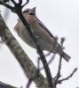 Hawfinch at Pound Wood (Tim Bourne) (55047 bytes)