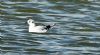 Little Gull at Bowers Marsh (RSPB) (Graham Oakes) (82154 bytes) Little Gull at Bowers Marsh (RSPB) (Graham Oakes) (82154 bytes)