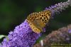 Silver-washed Fritillary at Wat Tyler Country Park (Richard Howard) (79928 bytes)