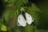 Orange-tip at Vange Marsh (RSPB) (Richard Howard) (79384 bytes)