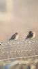 Twite at Wallasea Island (RSPB) (Neil Chambers) (38312 bytes) Twite at Wallasea Island (RSPB) (Neil Chambers) (38312 bytes)