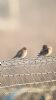 Twite at Wallasea Island (RSPB) (Neil Chambers) (38312 bytes)