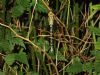Southern Hawker at Leigh on Sea (Dudley Shayler) (93114 bytes) Southern Hawker at Leigh on Sea (Dudley Shayler) (93114 bytes)