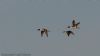 Pintail at Wallasea Island (RSPB) (Jeff Delve) (30198 bytes)