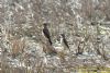 Wheatear at Bowers Marsh (RSPB) (Richard Howard) (117401 bytes)