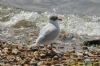 Mediterranean Gull at Gunners Park (Richard Howard) (163976 bytes)