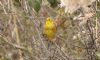 Yellowhammer at Bowers Marsh (RSPB) (Steve Arlow) (79517 bytes) Yellowhammer at Bowers Marsh (RSPB) (Steve Arlow) (79517 bytes)