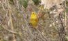 Yellowhammer at Bowers Marsh (RSPB) (Steve Arlow) (79517 bytes)