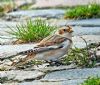 Snow Bunting at Thorpe Bay Seafront (Paul Baker) (123542 bytes)