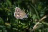 Common Blue at Canvey Wick (Mike Bailey) (48373 bytes)