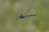 Southern Migrant Hawker at Canvey Way (Richard Howard) (41592 bytes)