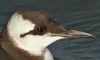 Guillemot at Southend Pier (Steve Arlow) (132025 bytes)