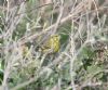 Serin at Gunners Park (Paul Griggs) (90034 bytes)