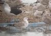 Caspian Gull at Wat Tyler Country Park (Paul Griggs) (71304 bytes) Caspian Gull at Wat Tyler Country Park (Paul Griggs) (71304 bytes)