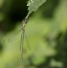 Willow Emerald Damselfly at Gunners Park (Andrew Armstrong) (51864 bytes)