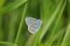 Common Blue at Gunners Park (Richard Howard) (79187 bytes)