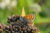 Small Copper at Gunners Park (Richard Howard) (106448 bytes)