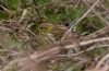 Serin at Gunners Park (Jeff Delve) (87161 bytes)