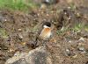 Stonechat at Gunners Park (Vince Kinsler) (168443 bytes)