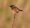 Stonechat at Wallasea Island (RSPB) (Vince Kinsler) (35691 bytes)