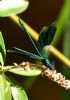 Banded Demoiselle at Cherry Orchard Country Park (Graham Oakes) (61314 bytes)