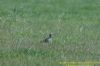 Whimbrel at West Canvey Marsh (RSPB) (Richard Howard) (105734 bytes)